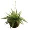 13'' Leather Fern in Mossy Hanging Basket, 2ct.